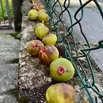 Casa vacanze Ca' Dal Pedamont Anzola d'Ossola